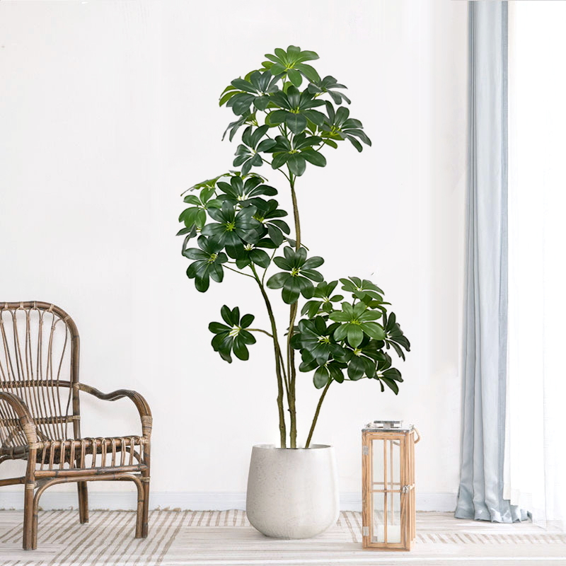74in tropischen Baum große kün – Dracaena Marginata Bewertung und Preis